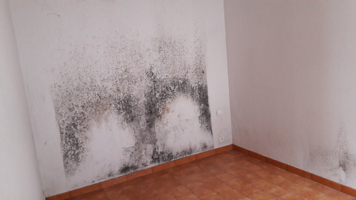 Moisissures - Expertise humidité à Lyon